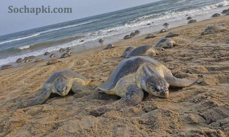 Olive Ridley Turtles in Hindi