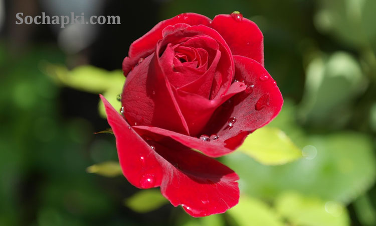 Rose Day in Hindi